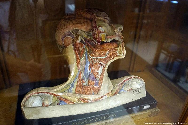 Музеи Крыма - Музей Анатомии человека в Симферополе