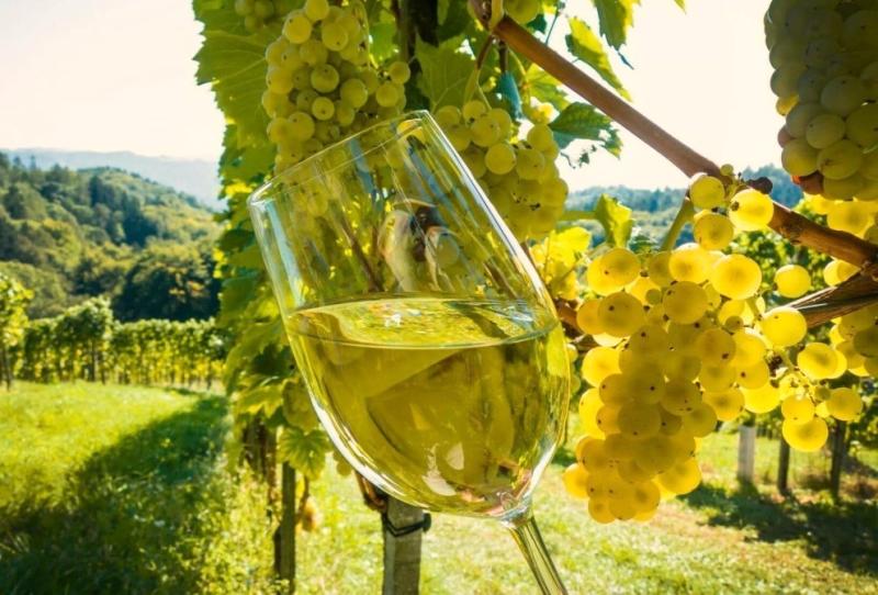 Севастополь может стать «столицей» органического виноградарства и виноделия