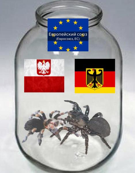 Европейские пауки в банке